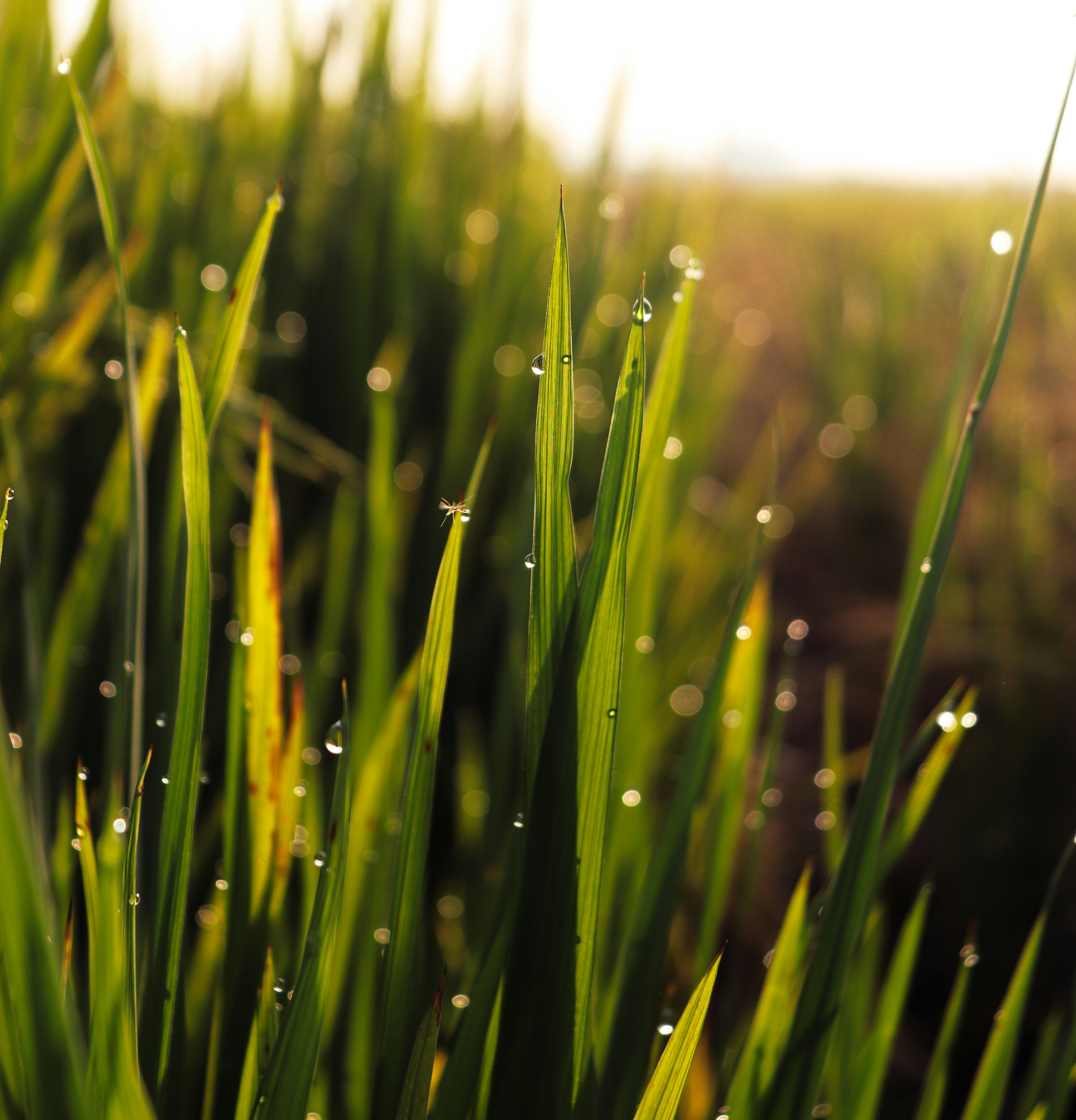 Community Empowerment